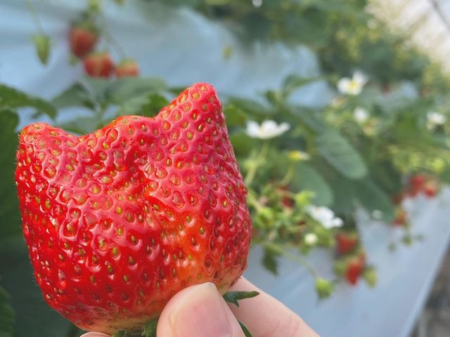 淡路島 フルーツ 農園 セール ペット