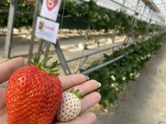 퐶̃t@[Nu_ւ̓eʐ^1