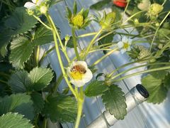 TracỹzeBL˂ւ̓eʐ^1