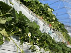 �܂҂���񂳂�̂������H�[�@�Ђ炩���ւ̓��e�ʐ^1