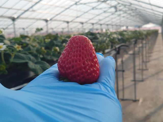 �������������I_�ό��_�� Bee my Berry