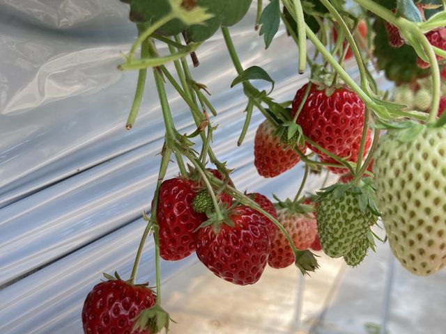 ���n������̐Ԃ��������I_���c�������t�@�[��