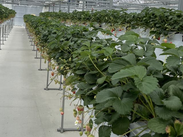 �n�E�X�̒����Y��ł��I_�X�g���x���[�p�[�N�݂ӂ�