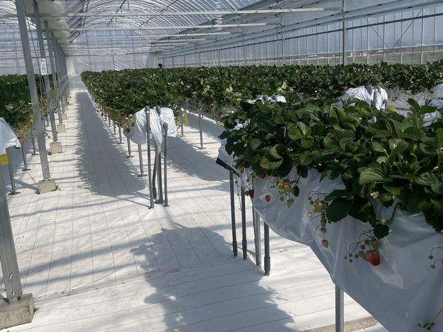 �L���͂���܂��I_�_���N�o���Y�t�@�[��