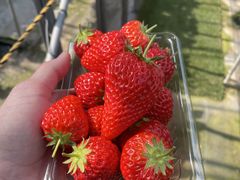 ۂ񂳂̌ct@[ւ̓eʐ^1