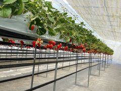 ܂񂳂̂@܂ւ̓eʐ^1