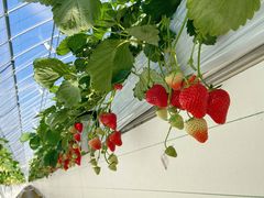 �܂�����񂳂�̍����ʎ��H�[�ւ̓��e�ʐ^1