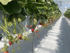 ߂Ѓ}}̃_NoYt@[ւ̓eʐ^2