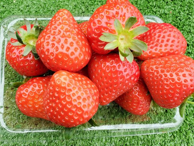 �R����̃C�`�S_�D�􉀃t���[�c�����h