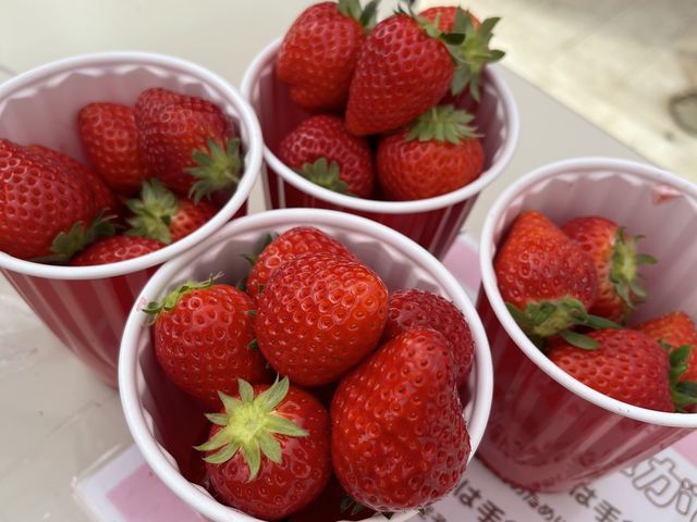 ��������䕁I_JAL Agriport