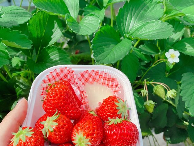 �g�ق���_�ݓc�̔�