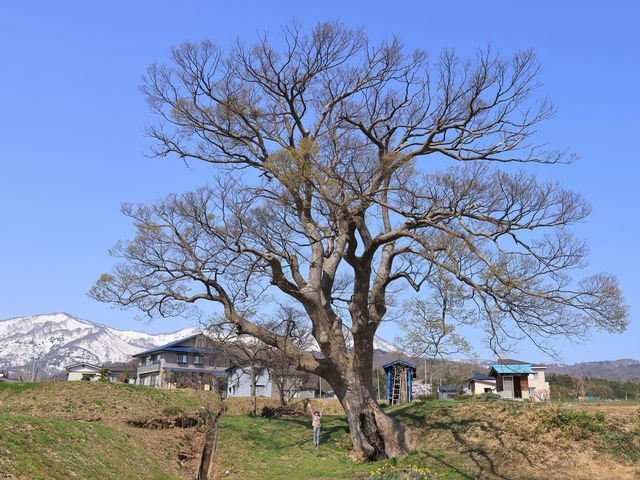 Ƃ񂳂̉g̑傯₫̓eʐ^1