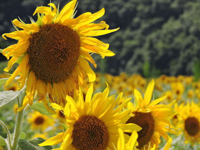 ̌NĉЂ܂蔨̓eʐ^3