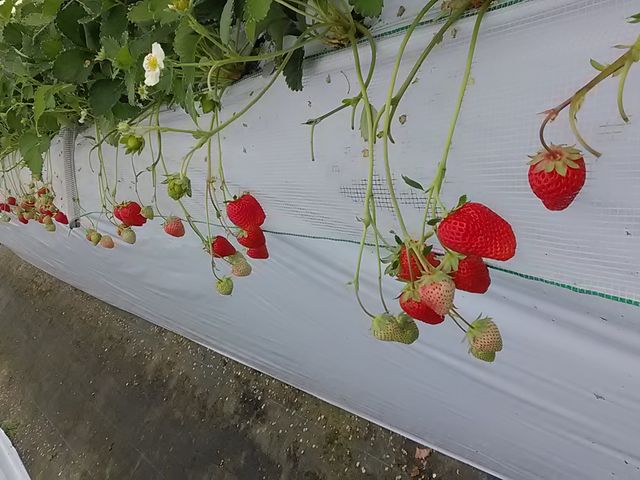 ��ԉ��́u�Ƃ�Ȃ��v���������Ȃ�_�����������