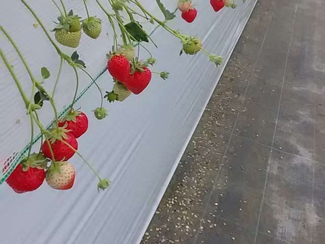 ������2�Ԗڂ́u���H�H�H�v_�����������