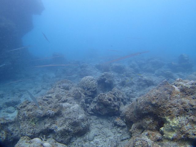 ���K���̌Q��ɑ���_�V�[�W���b�N�_�C�u�t�@�~���[