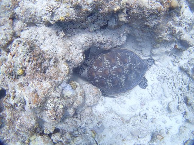 �x�e���̂���_�V�[�W���b�N�_�C�u�t�@�~���[