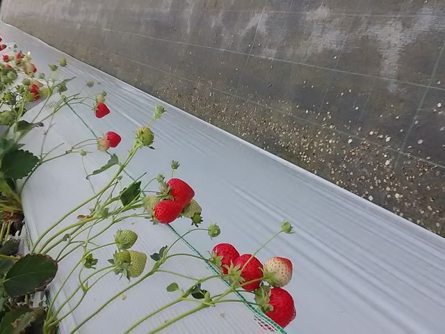 ���ꂪ�A�Q�Ԗڂ���������_�����������