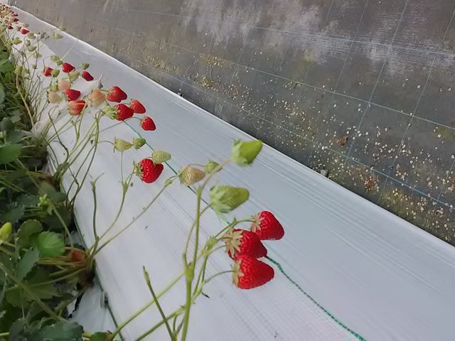 ���ꂪ�A�R�Ԗڂ���������_�����������