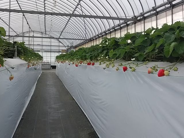 ���܂����@���@�W��
�傫�����Â��ł́A
���܂�������Ԃ���
�����A�����_���I
�_��������
_�����������