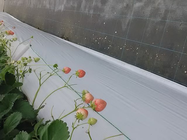 �W��
���ƃs���N���؂�ǂ�
�����������肵�Ă��܂�
_�����������