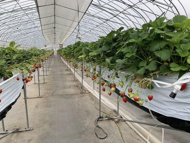 �Y��ȃr�j�[���n�E�X_��傤����