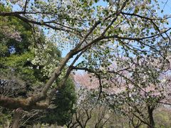 あきぼうさんの智光山公園への投稿写真1