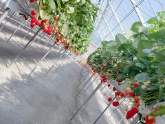 joumonfarmi傤ӂ[ށj̎ʐ^2