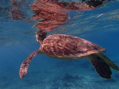 [񂳂̃}T|[g^Ch{Âւ̓eʐ^1