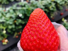 ���[����̏����_���ւ̓��e�ʐ^1