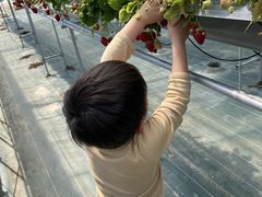 ~I񂳂Strawberry Farm No.15 ithe Farm UNIVERSAL jւ̓eʐ^1