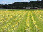 ̌NĉЂ܂蔨̓eʐ^1