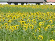 ̌NĉЂ܂蔨̓eʐ^2