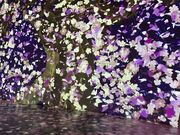 �䂫����̊p�앐����~���[�W�A���̓��e�ʐ^2