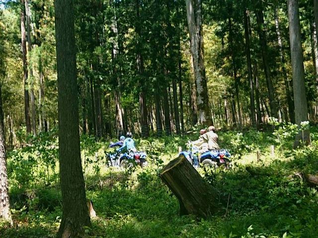 �o�M�[�̌�_�f���t���L�����v