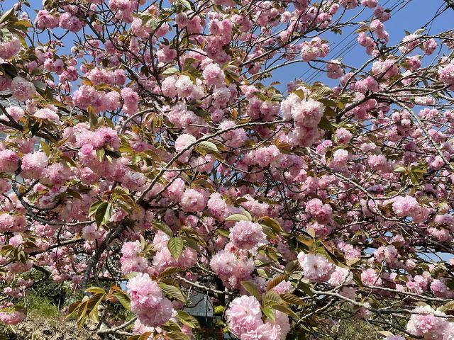 ���ԏ�̂�����_�������ف@�l�ۉԒd