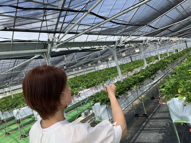 �����C�`�S��T���āA�F�X�ȕi���H�ׂ�Ė����ł�_���邢������