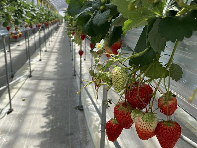 �H�׍��̃C�`�S����������Ȃ��Ă��܂����B_�x���[�Y�t�@�[���@FUSHIMI