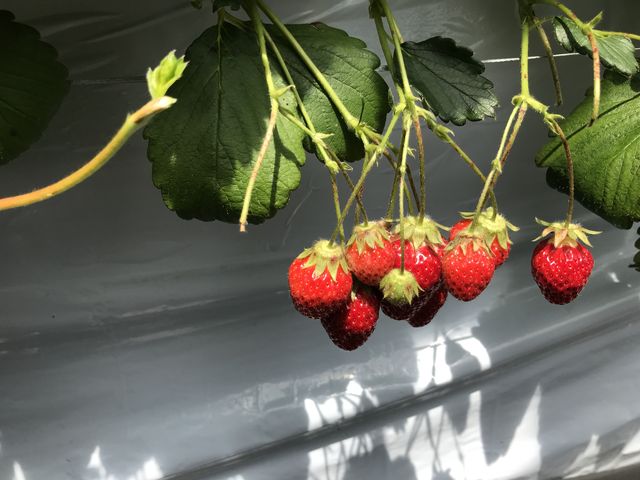 �^���ԂȊÂ�����������������
�傫�����̂��珬�������̂܂ŐH�ה�ׁ�_��������farm
