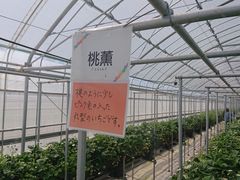 䂤񂳂̂񂢂t@[ւ̓eʐ^1