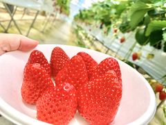 ݂䂳̘p݃x[t@[ւ̓eʐ^1