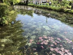 なかちゃんさんのモネの池　岐阜県への投稿写真1