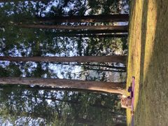 NAYASnow Crystal Wellnessւ̓eʐ^1