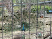 񂵂傤̑莩R̓eʐ^1