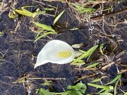 ���҂���̉z�{���m�Ԃ̐X�̓��e�ʐ^1