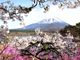 さかポンさんの富士山（山梨県鳴沢村）への投稿写真2