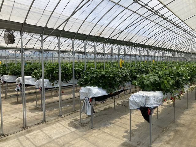 �n�E�X���S�̑�_�������E�u���[�x���[�_���@�x���[�̋�