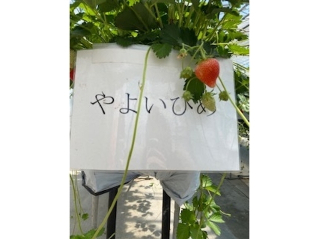 �Q�n���̃I���W�i���i��
_��傤����