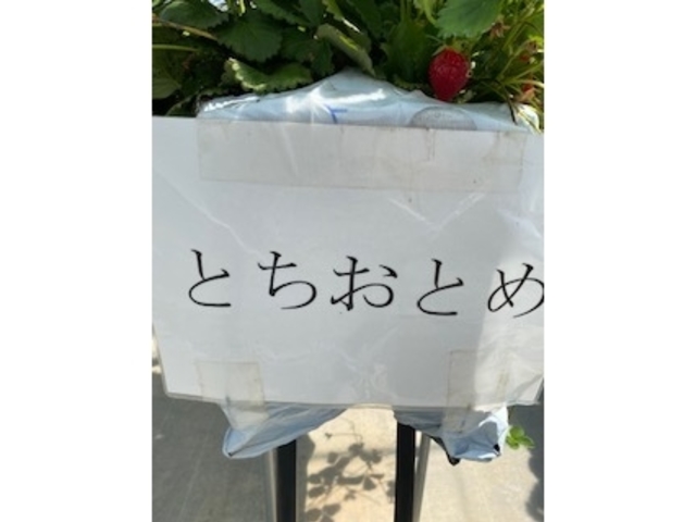 ����̔��������I_��傤����