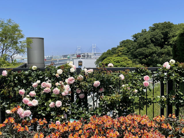 �A�����J�R��������Ղރx�C�u���b�W_�A�����J�R����